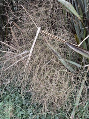 Coprosma virescens, photograph author not stated, no rights reserved