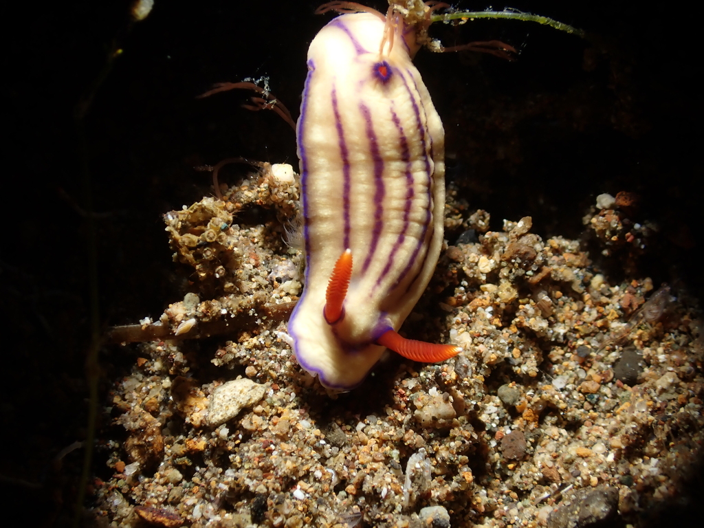 Bumpy Split-tooth Dorid