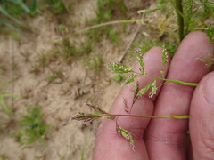 새포아풀 (Poa annua): 기원과 용도 — 사진 2