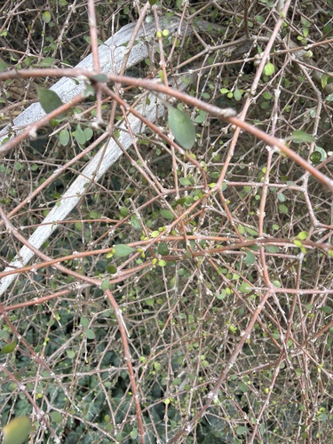 Coprosma virescens, photograph 1