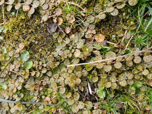 Epilobium komarovianum, photograph 5