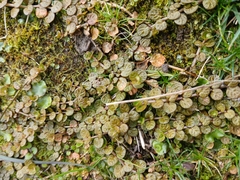 Epilobium komarovianum, photograph (c) naturewatchwidow, some rights reserved (CC BY)