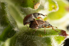 Malvapion malvae