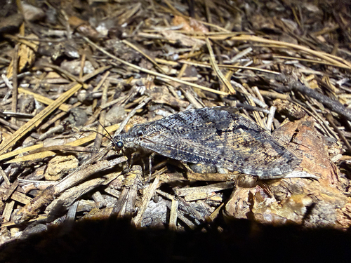 iNaturalist observation photo of Polystoechotes punctata