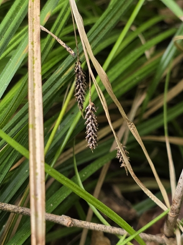 Carex solandri, photograph 3