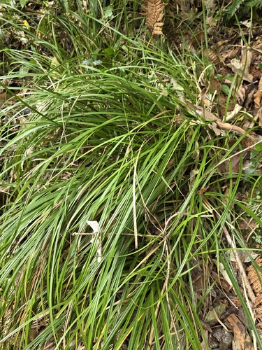 Carex solandri, photograph 4
