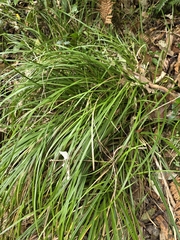 Carex solandri, photograph author not stated, no rights reserved