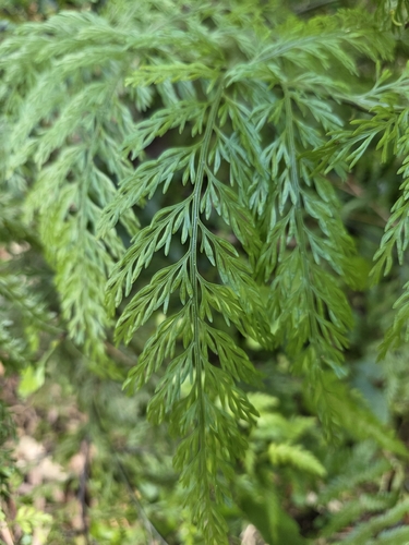 Asplenium dimorphum observed 2026-08-22