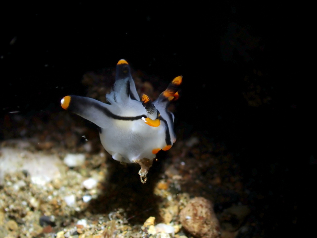 Thecacera picta