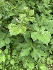 Rubus fruticosus