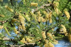 Prosopis flexuosa