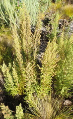 Erica leucopelta