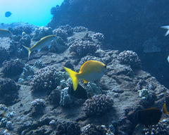 Kyphosus hawaiiensis
