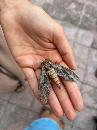 Convolvulus Hawkmoth