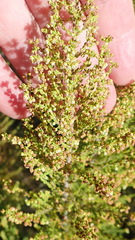 Erica leucopelta