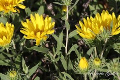 Grindelia pulchella