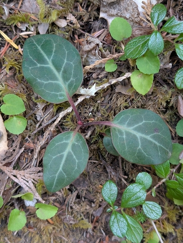 Pyrola picta, photograph 5