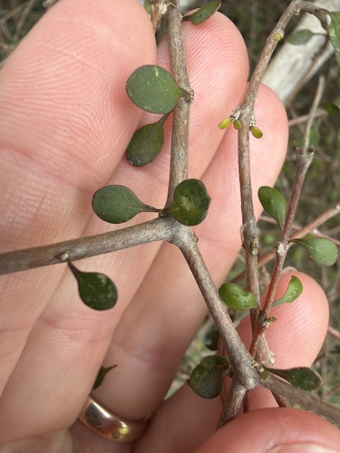 Coprosma virescens, photograph 3