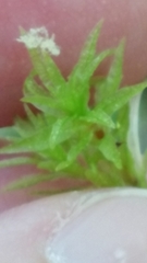 Atrichum altecristatum