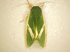Moresa valkeri