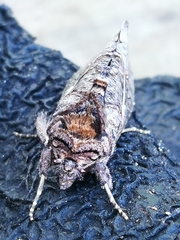 Vittaplusia vittata
