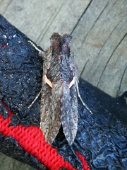 Vittaplusia vittata