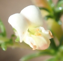 Aspalathus hispida albiflora