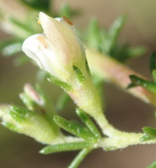 Aspalathus hispida albiflora