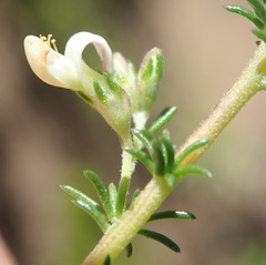 Aspalathus hispida albiflora
