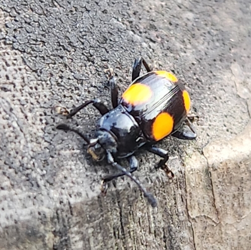 Eumorphus, 2026-08-22