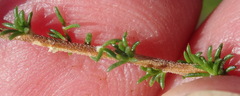 Aspalathus hispida albiflora
