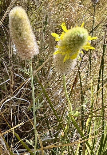 Dalea aurea