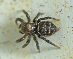 Saitis virgatus