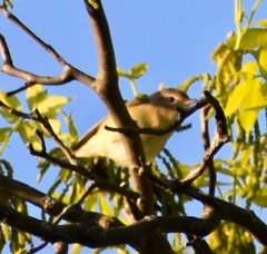 Vireo philadelphicus