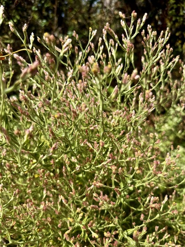 Pseudognaphalium ramosissimum, photograph 4