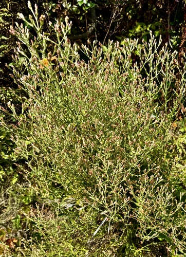 Pseudognaphalium ramosissimum, photograph 5