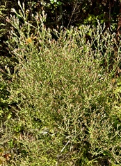 author not stated, no rights reserved Pseudognaphalium ramosissimum, photograph author not stated, no rights reserved