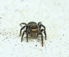 Saitis virgatus
