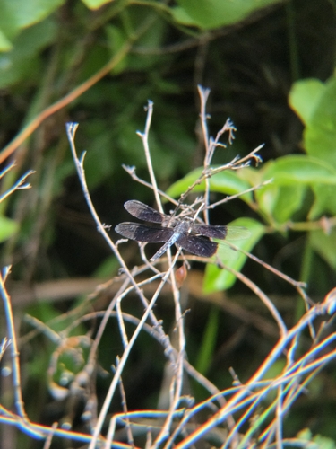 Black-winged Dragonlet (Erythrodiplax funerea)