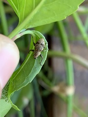 Pantomorus postfasciatus