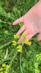 Euphorbia terracina, photograph (c) Millie Brady, some rights reserved (CC BY)