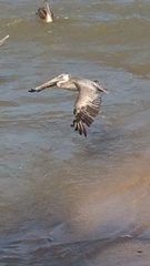 Pelecanus occidentalis