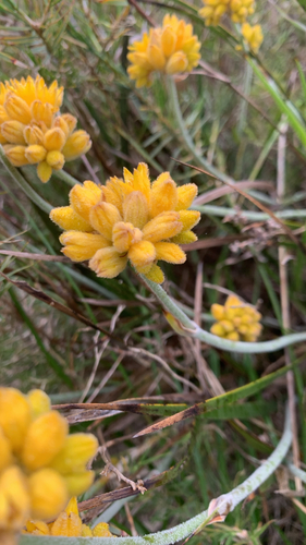 Conostylis candicans, photograph 5