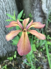 Iris fulva