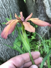 Iris fulva