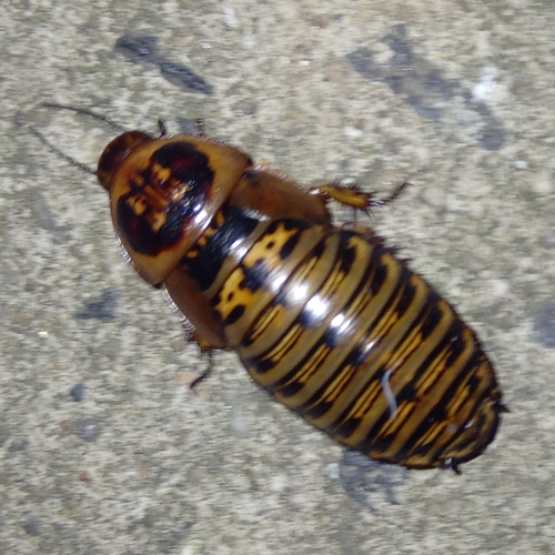 Parahormetica bilobata