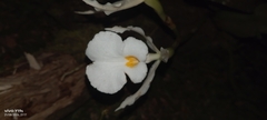 Trichopilia fragrans