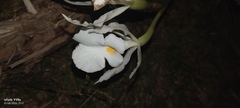 author not stated, no rights reserved Trichopilia fragrans, photograph author not stated, no rights reserved