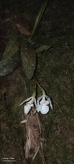 author not stated, no rights reserved Trichopilia fragrans, photograph author not stated, no rights reserved
