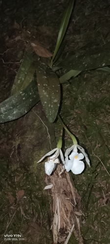 Trichopilia fragrans, photograph 3